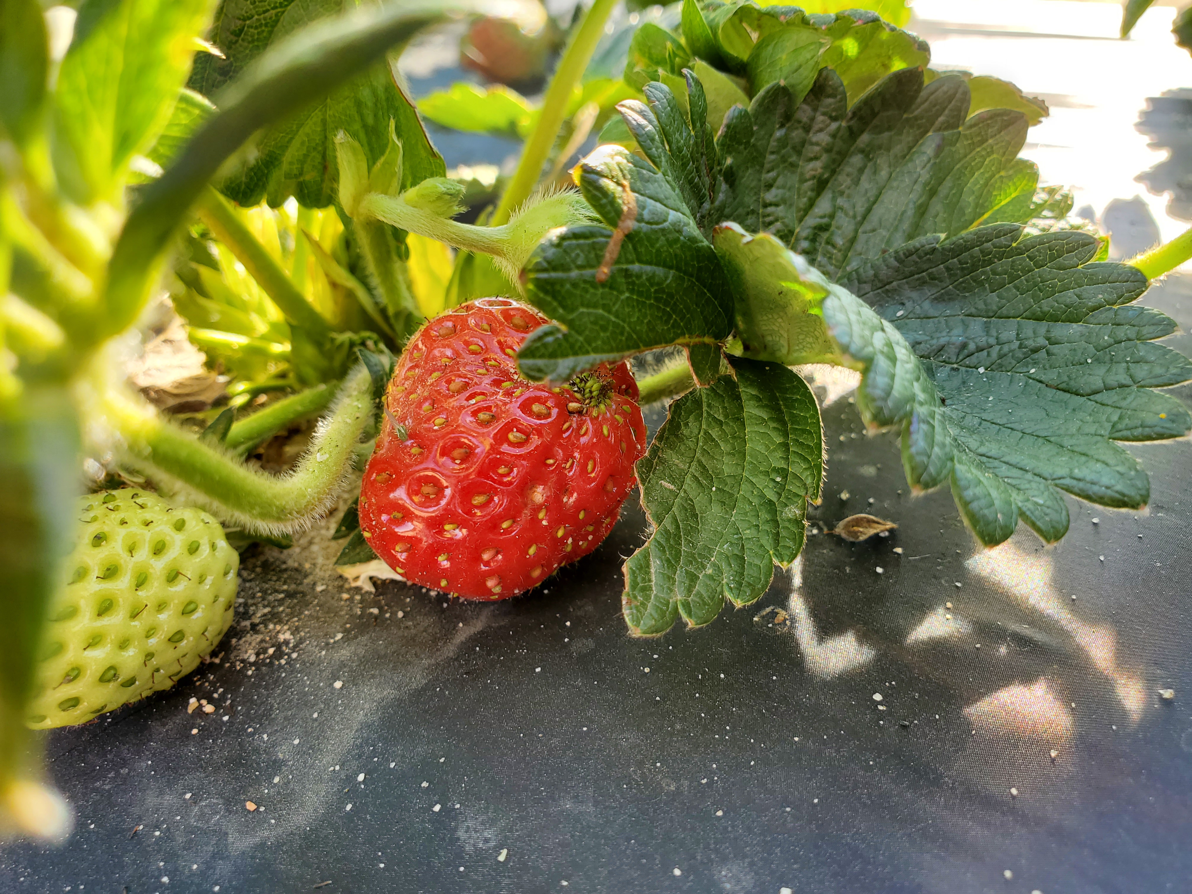 a red strawberry on a plant